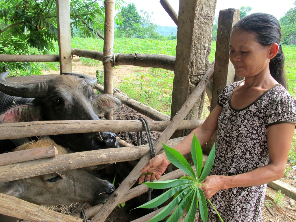 A woman feeds her water buffalo, which she was able to purchase through a microloan from MQI. (Photo by Nissa Rhee, June 2014)