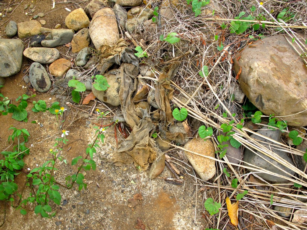 Toady, the only remnants of Camp Carroll are some scraps of sandbags. (Photo by Nissa Rhee, June 2014)