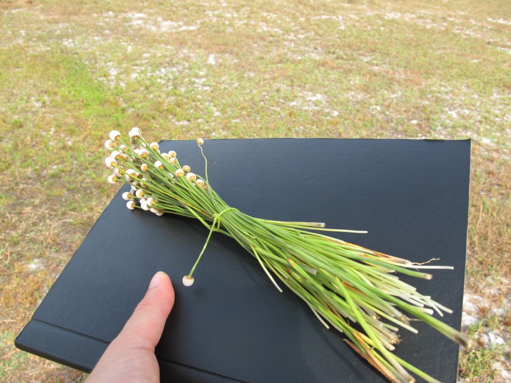 Flowers in central Vietnam